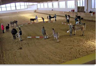 Eselkurs in Bad Wörrishofen