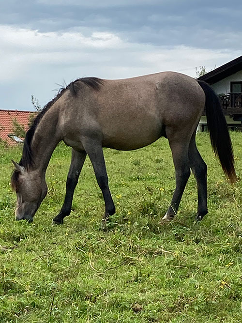 Kienbergs Diamond Deluxe