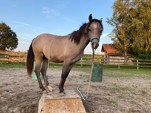 Kienbergs Diamond Deluxe